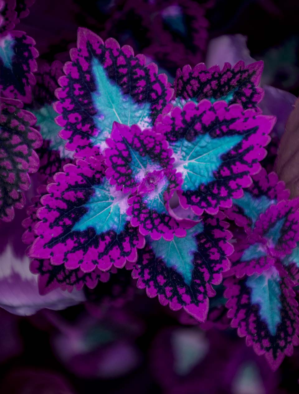 PLANTA ROSA CON AZUL