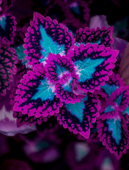 PLANTA ROSA CON AZUL