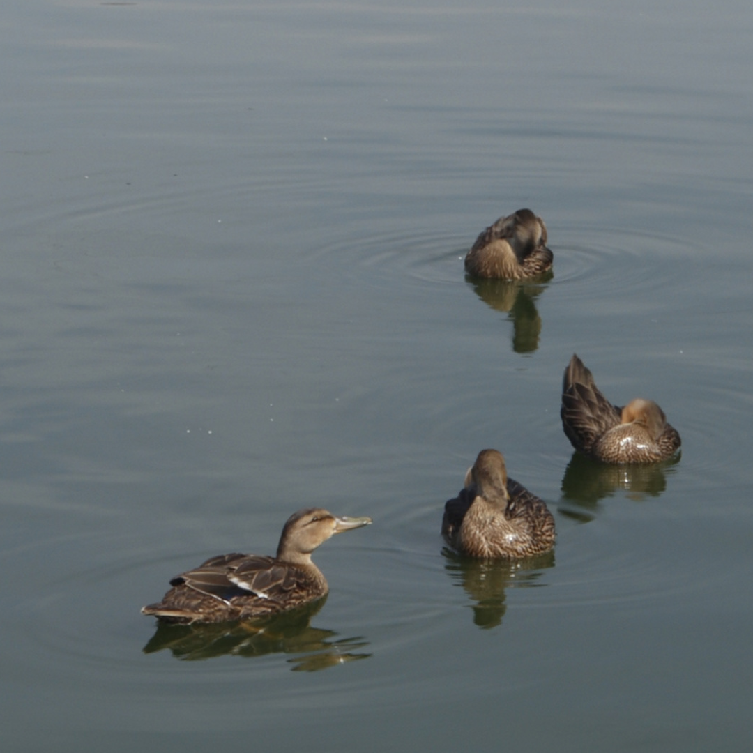 Fotografía de naturaleza — Áurea en el agua