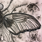 Arte decorativo - Metamorphóō
