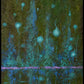 Obra de arte original "el canto de las ranas"