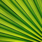 HOJA CHI