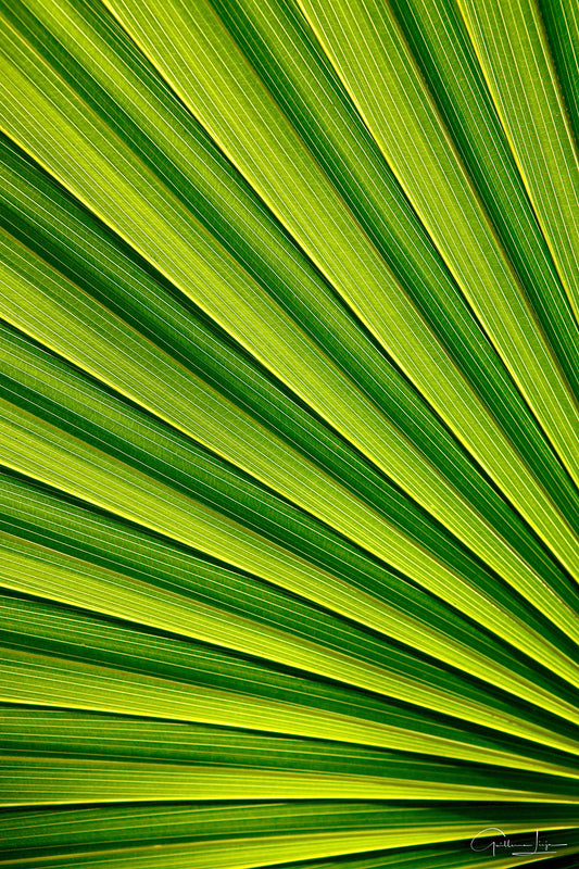 HOJA CHI