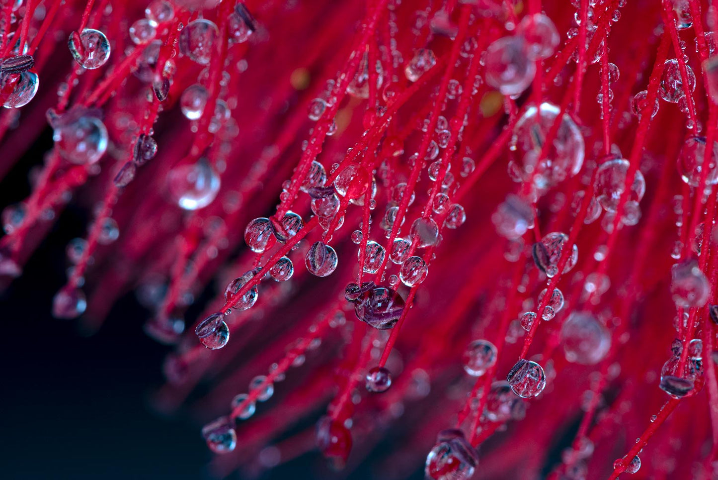 Fotografía de Naturaleza - Rocío I
