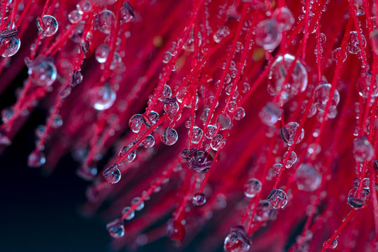 Fotografía de Naturaleza - Rocío I