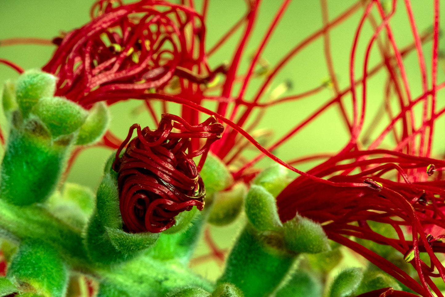Fotografía de Naturaleza - Citrinus