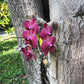 Cuadro decorativo-Faceta de orquídeas