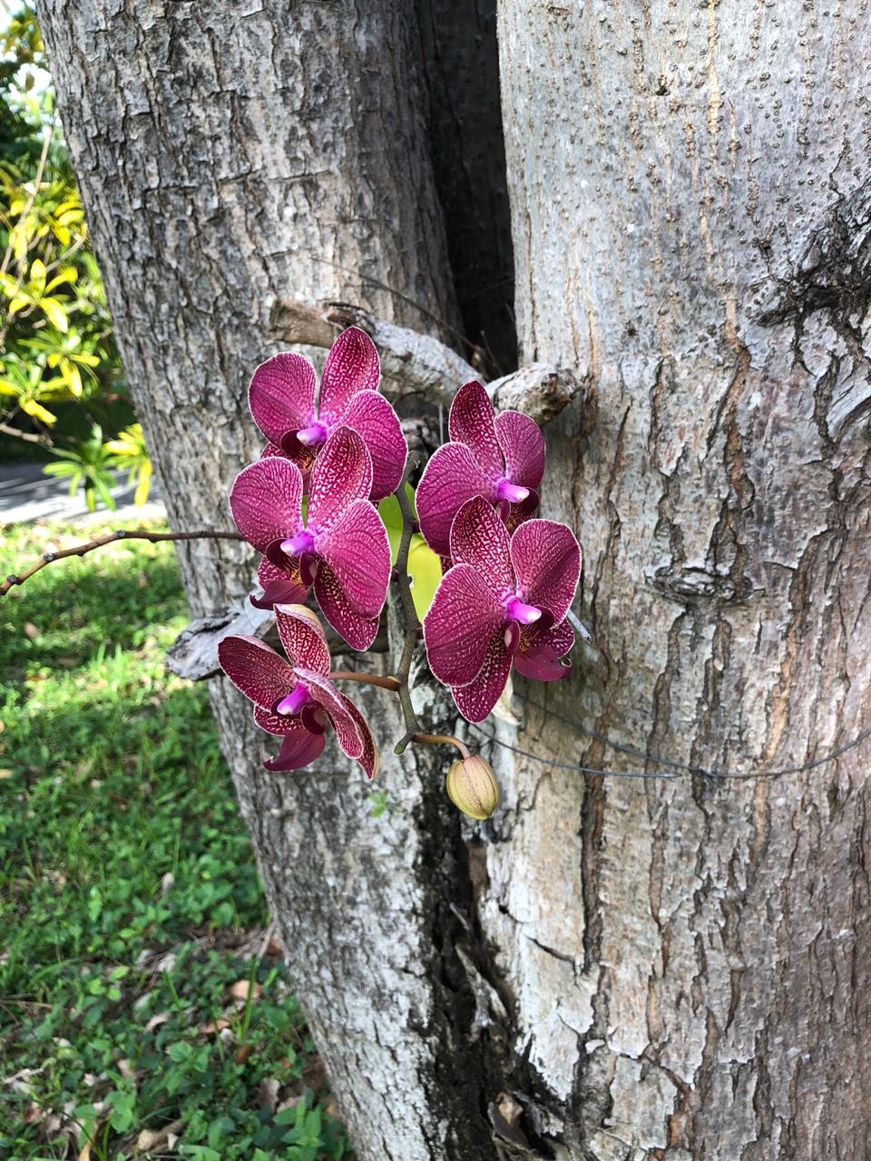Cuadro decorativo-Faceta de orquídeas