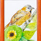 Colección de Acuarelas