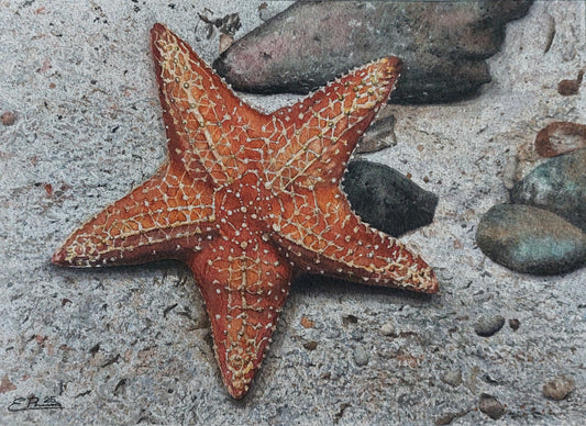 Estrella de mar