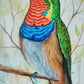 Familia de colibríes