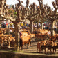 Feria ganadera