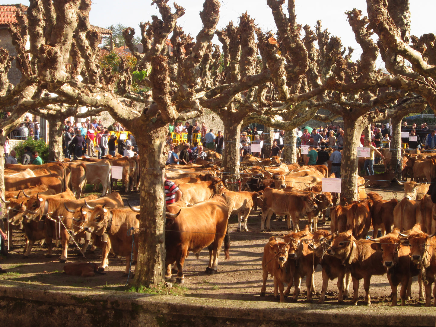 Feria ganadera