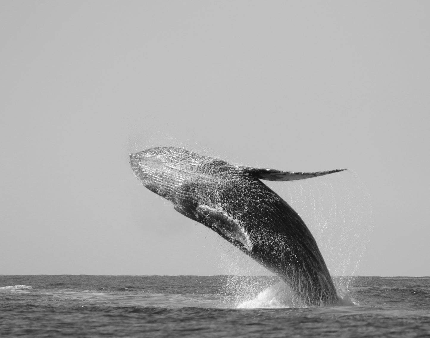 Colección:Ballenas:Uno