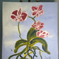 Las orquídeas