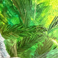 Pintura-Gorila
