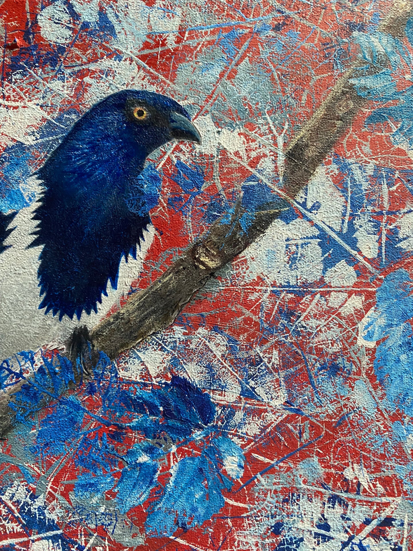 Tangara urraca en azul