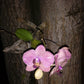 Cuadro decorativo-Faceta de orquídeas