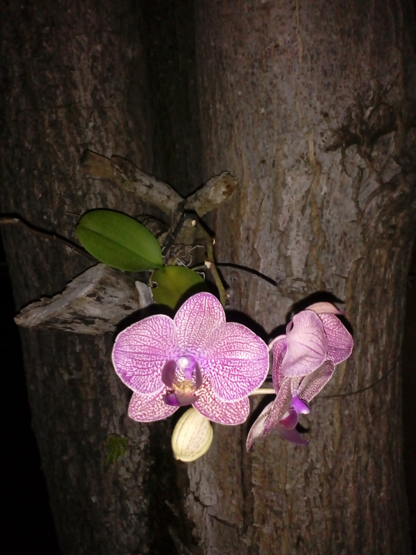 Cuadro decorativo-Faceta de orquídeas