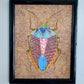 Insecto Arena