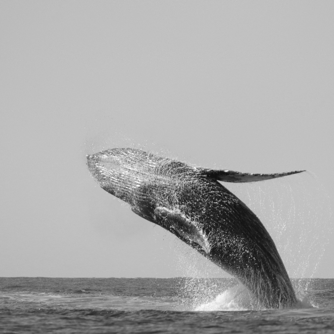 Colección:Ballenas:Uno