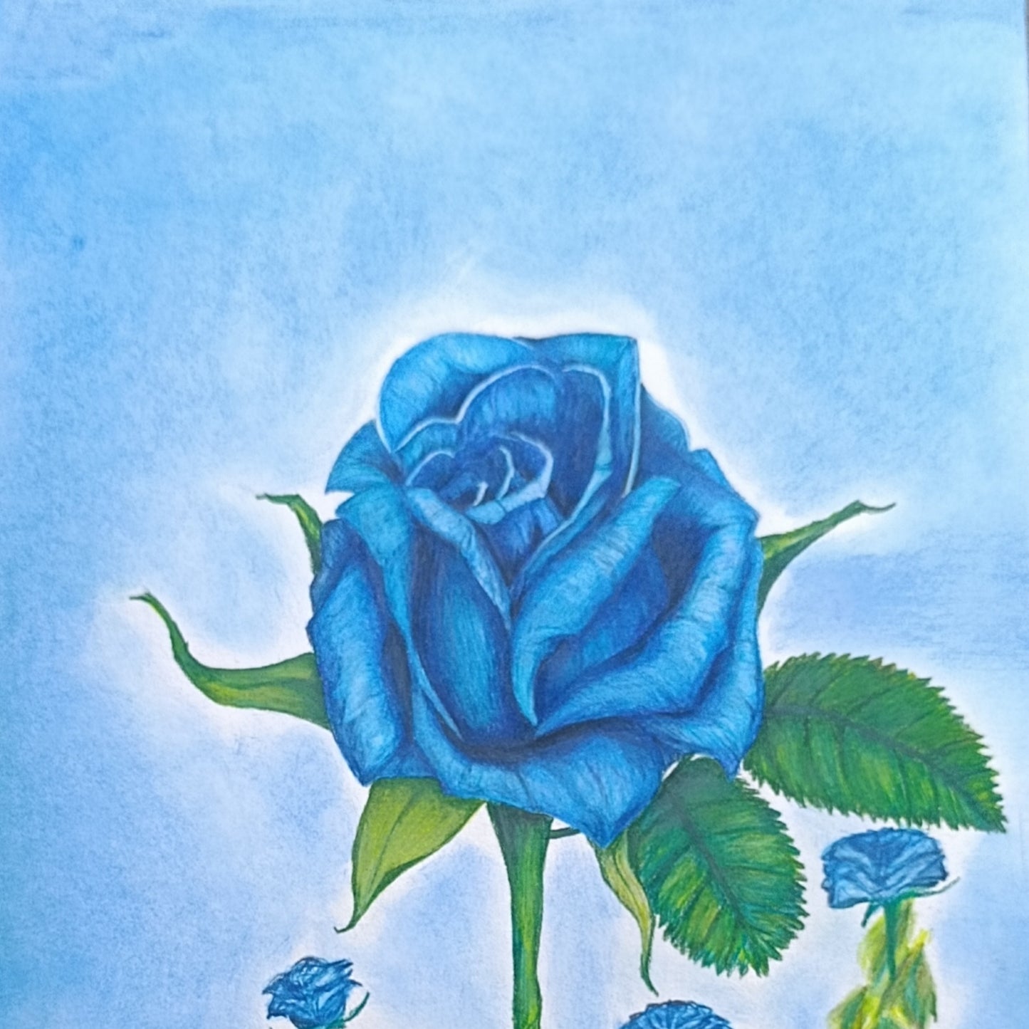 Rosa Caelus
