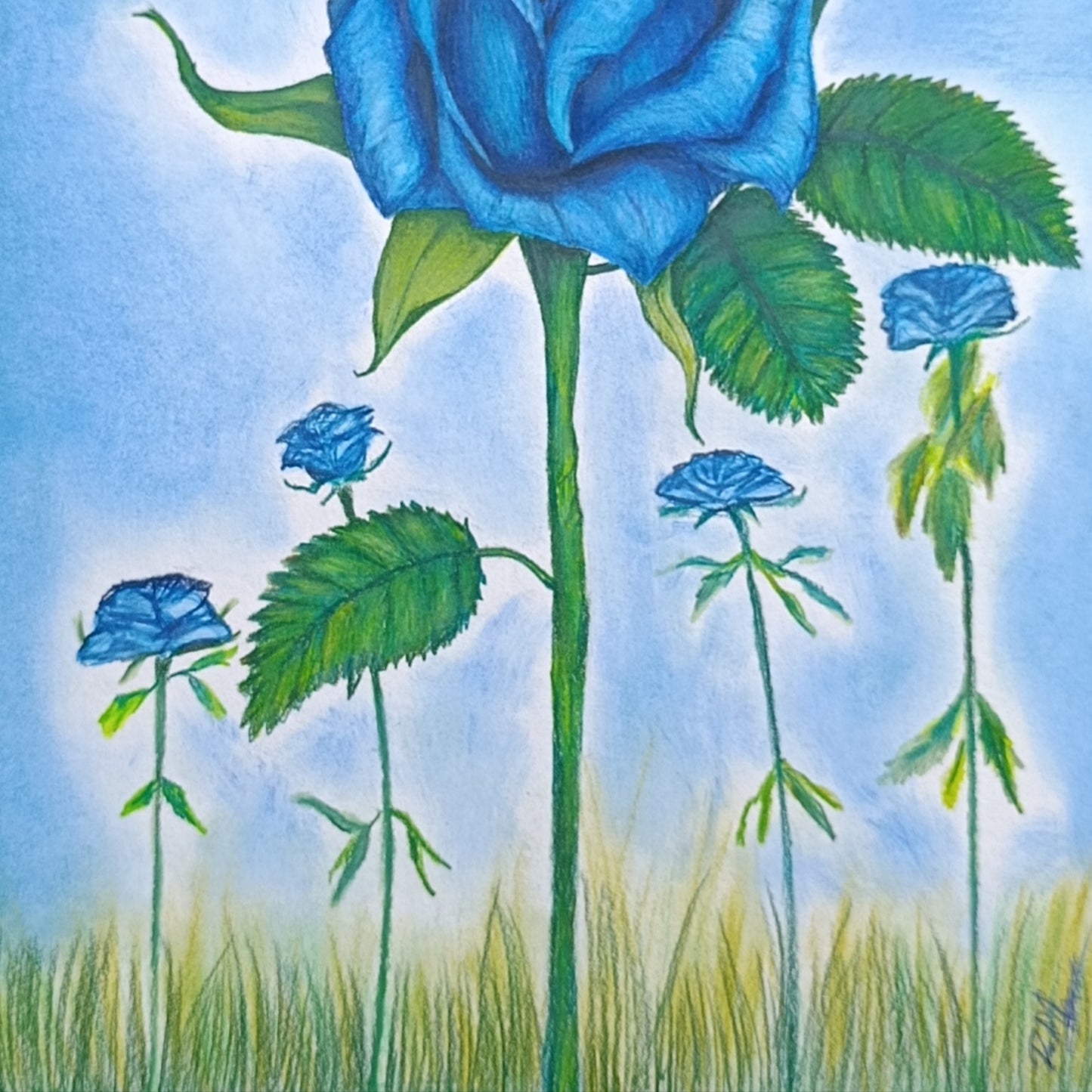 Rosa Caelus