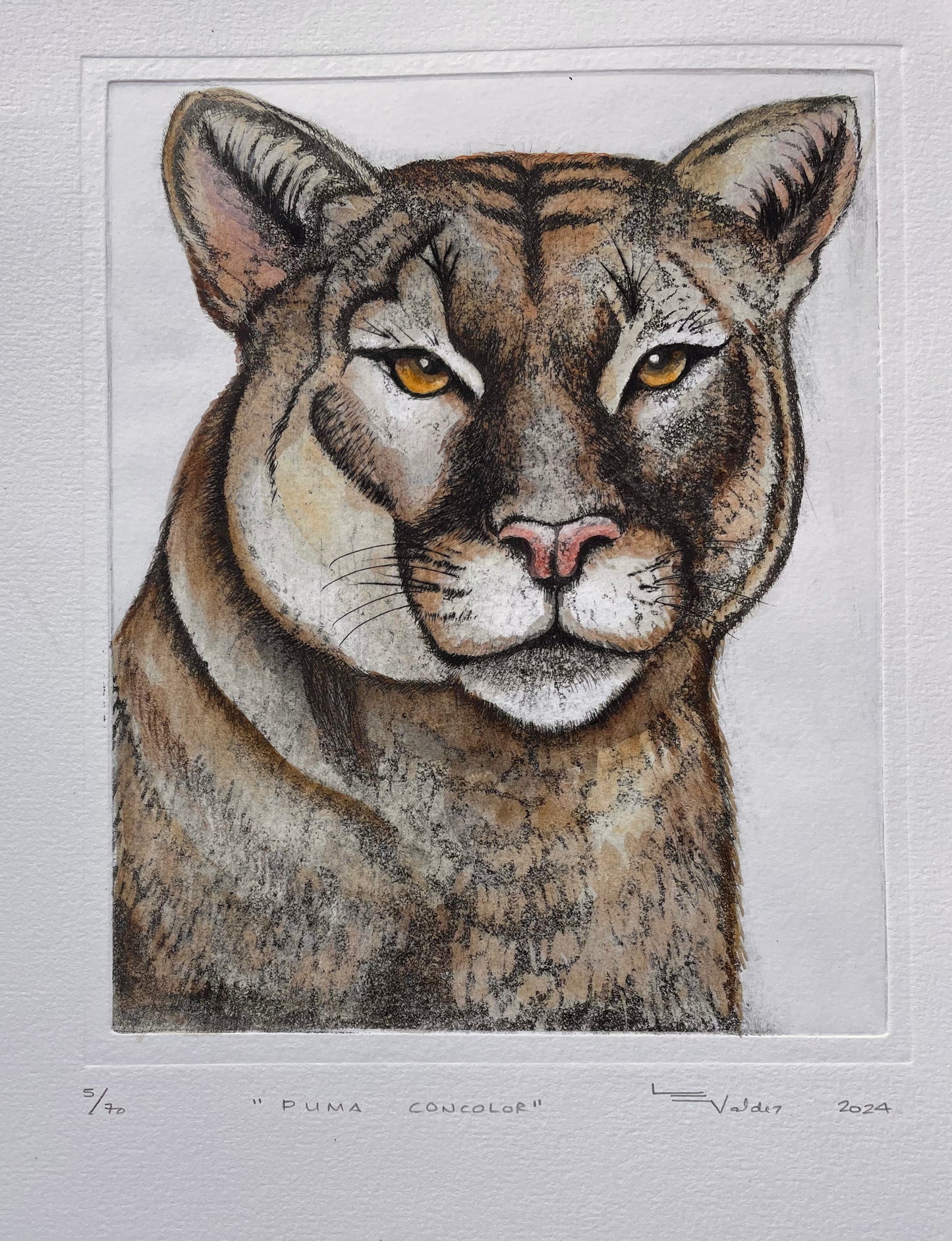 "PUMA CONCOLOR" acuarela