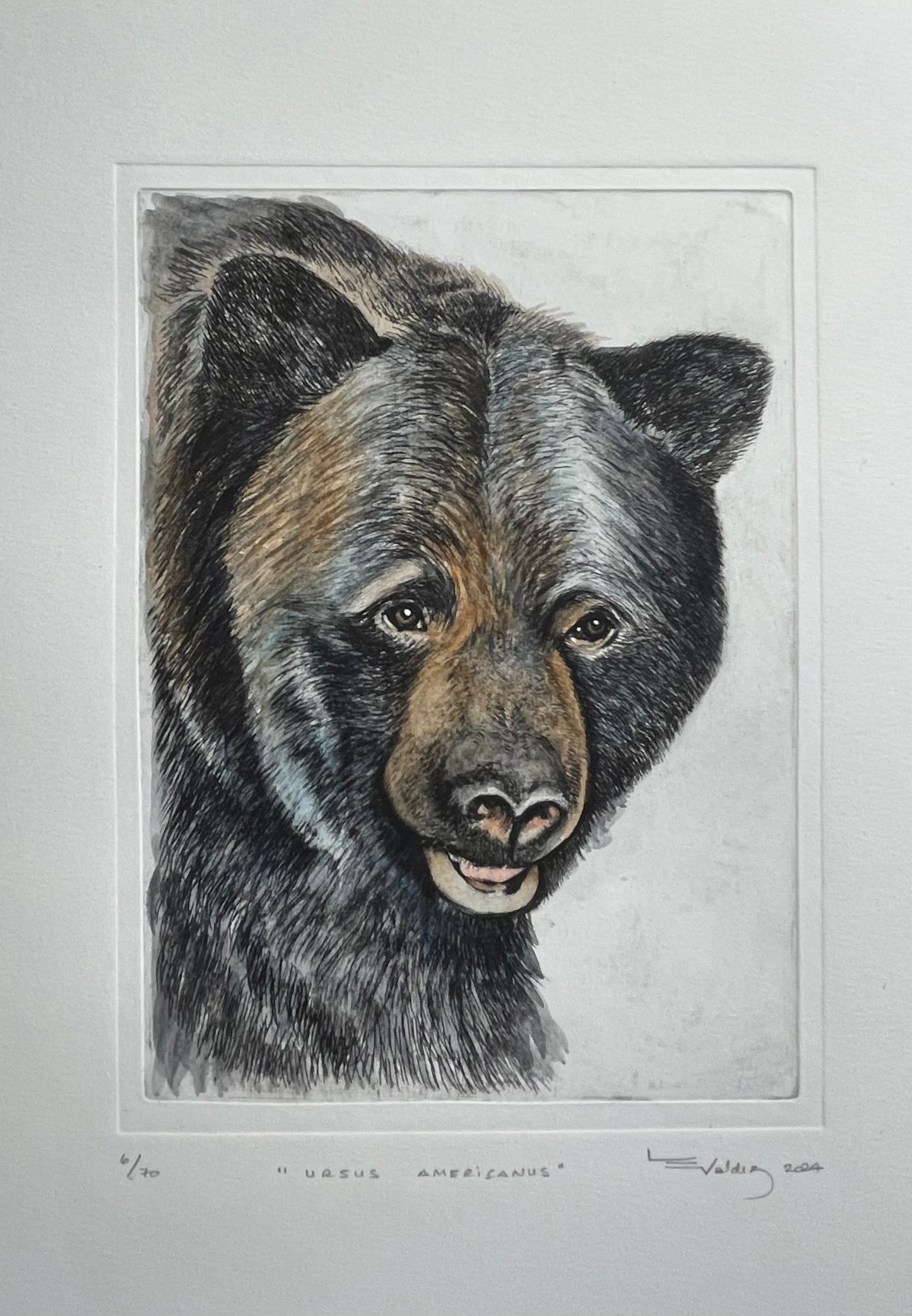 "Ursus americanus" acuarela