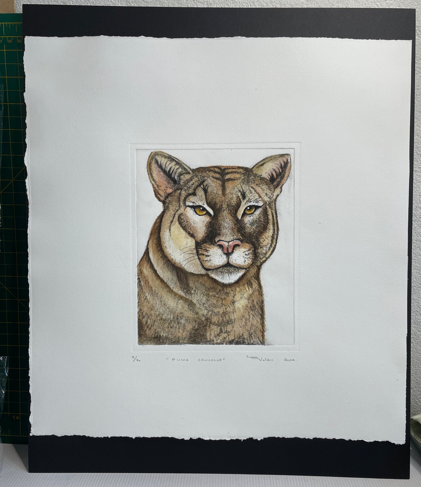 "PUMA CONCOLOR" acuarela