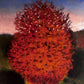 Árbol rojo