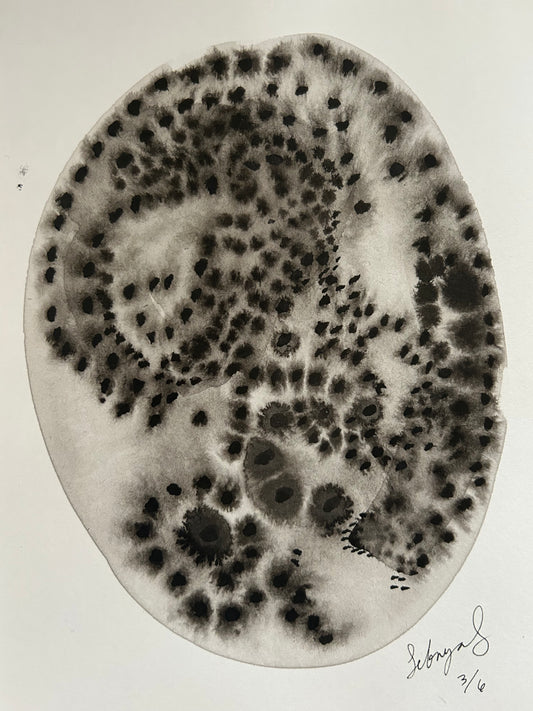 Bacteria