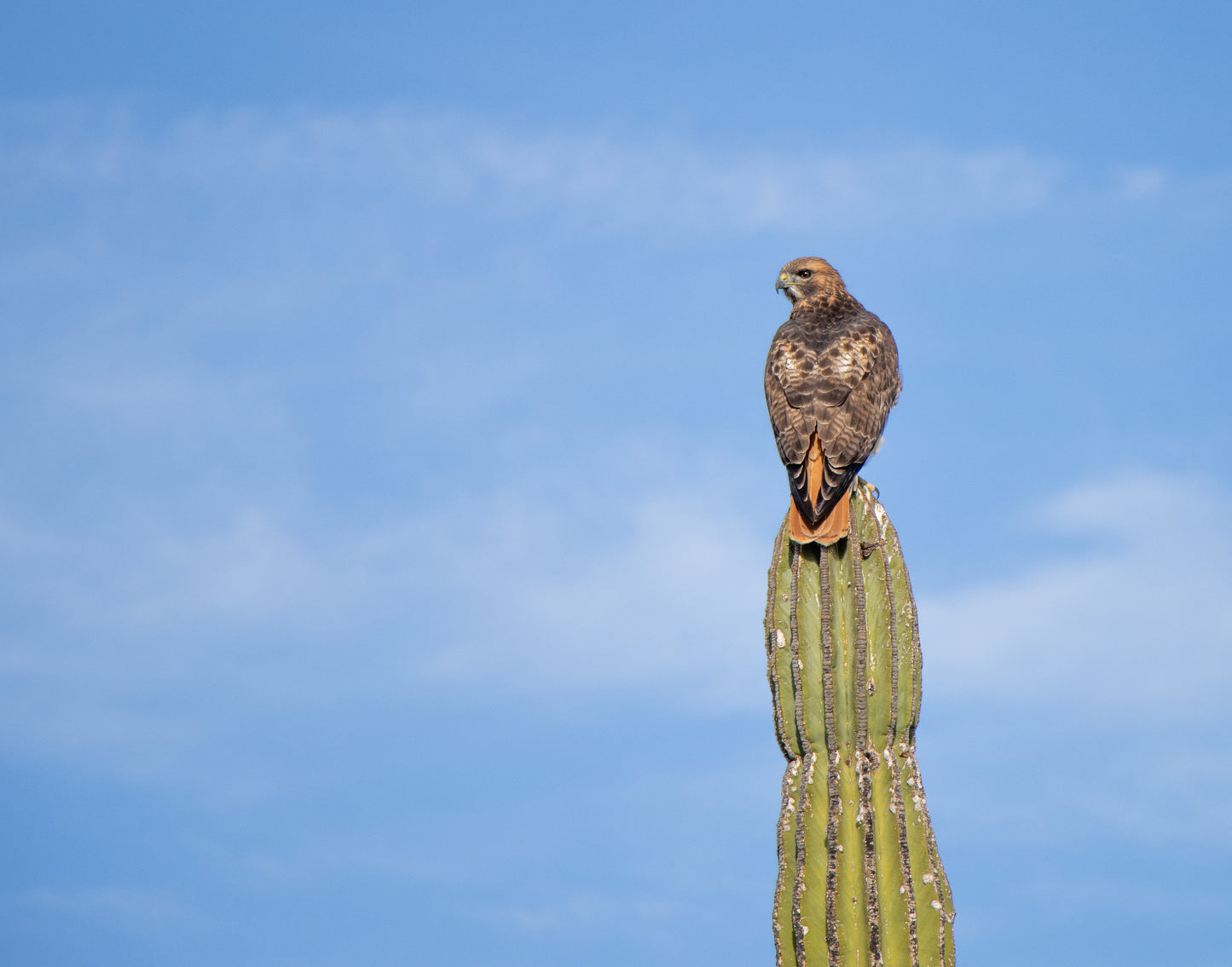 Colección:Aves:Colaroja1