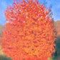 Árbol rojo