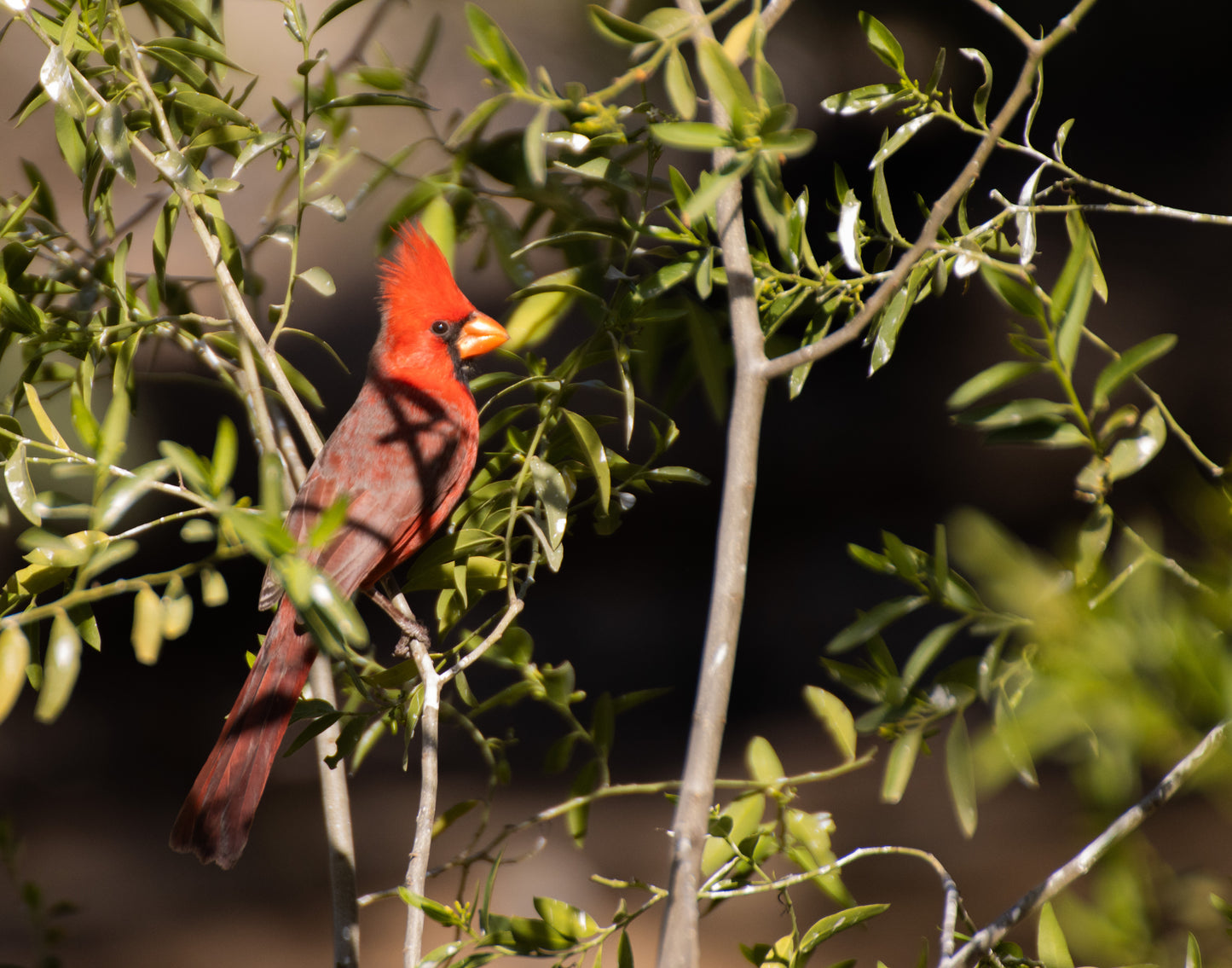 Colección:Aves:Cardenal