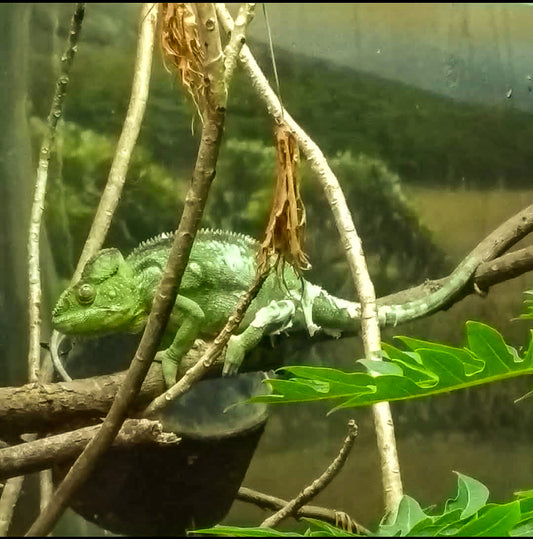 La iguana dormida