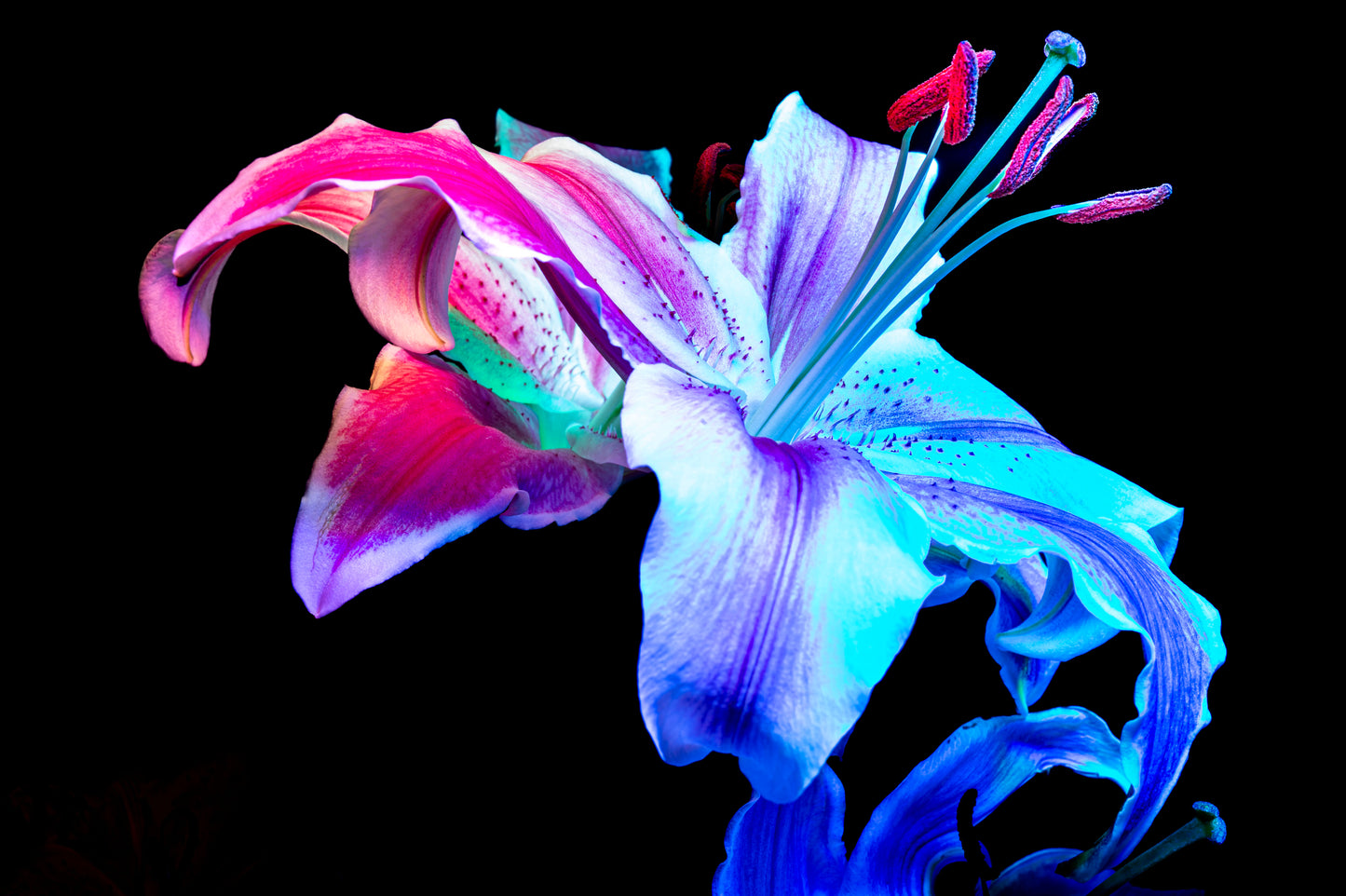 Lirio en tránsito lumínico