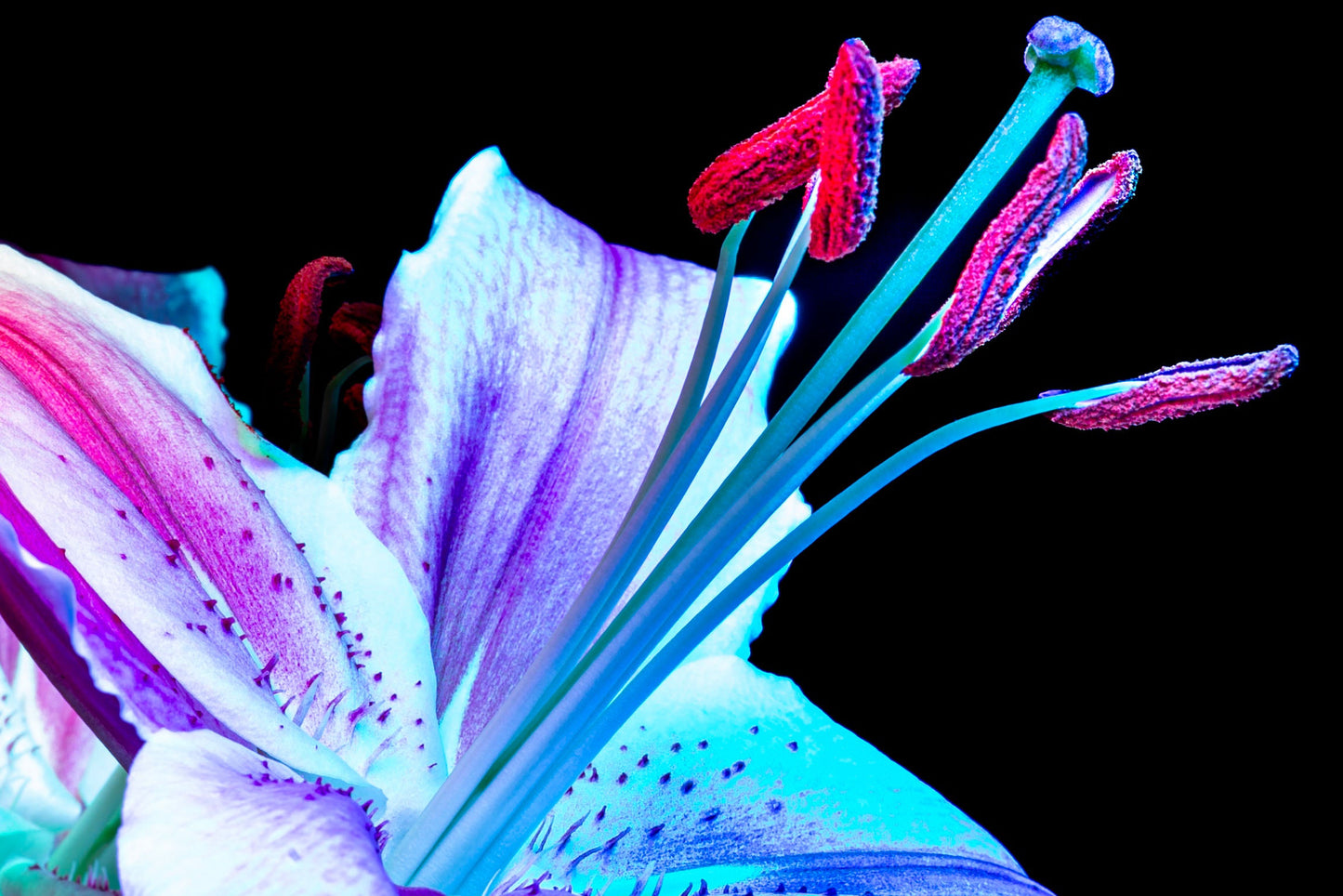 Lirio en tránsito lumínico