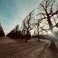 Fotografía artística - Liminal garden