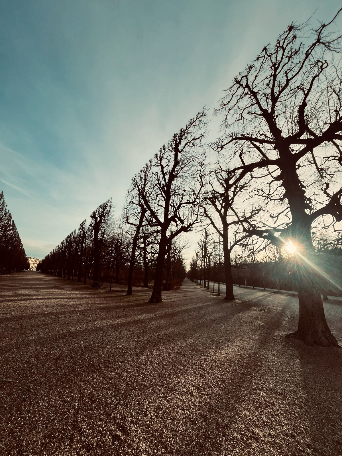 Fotografía artística - Liminal garden