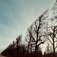 Fotografía artística - Liminal garden