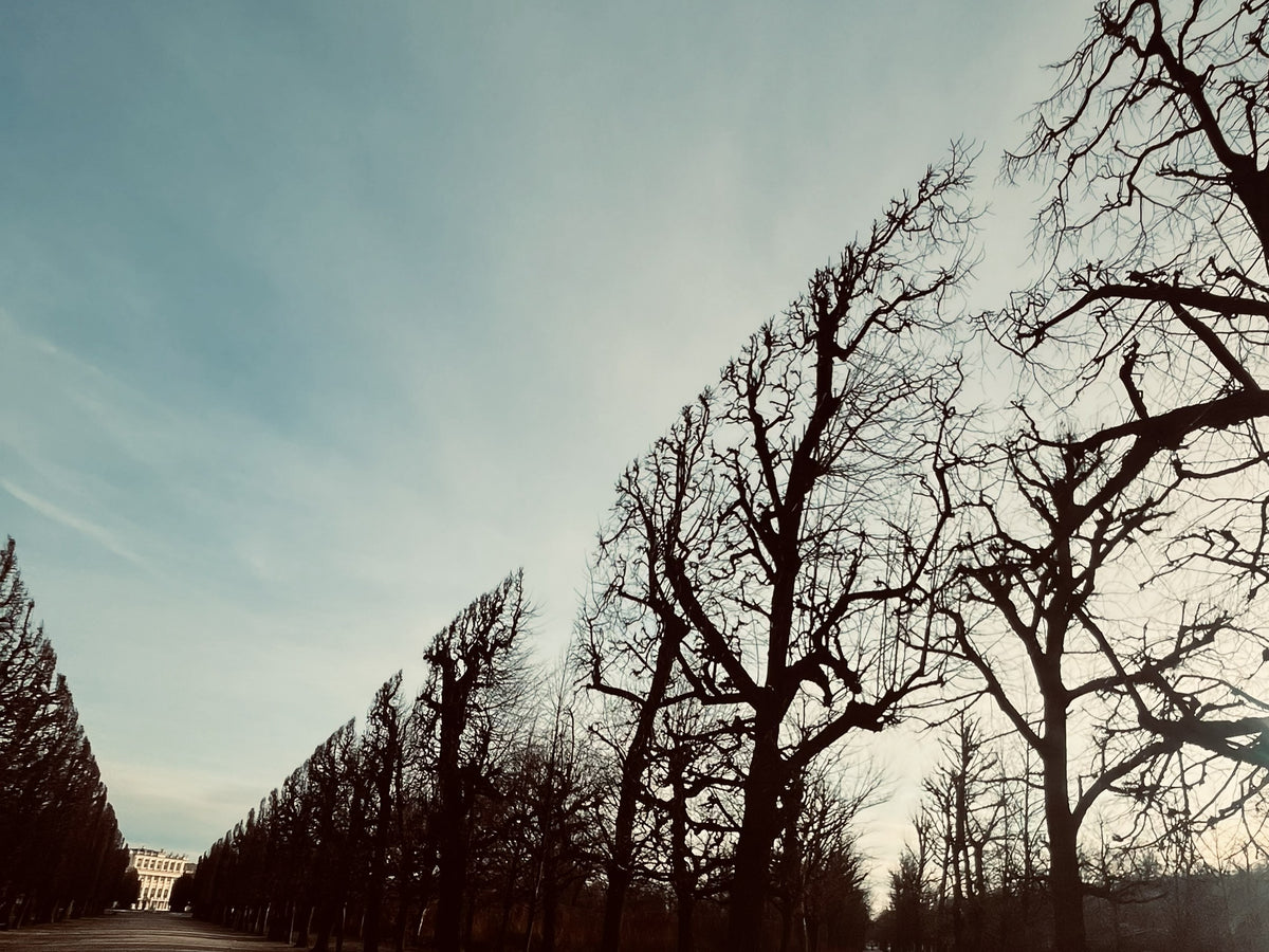 Fotografía artística - Liminal garden