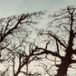 Fotografía artística - Liminal garden
