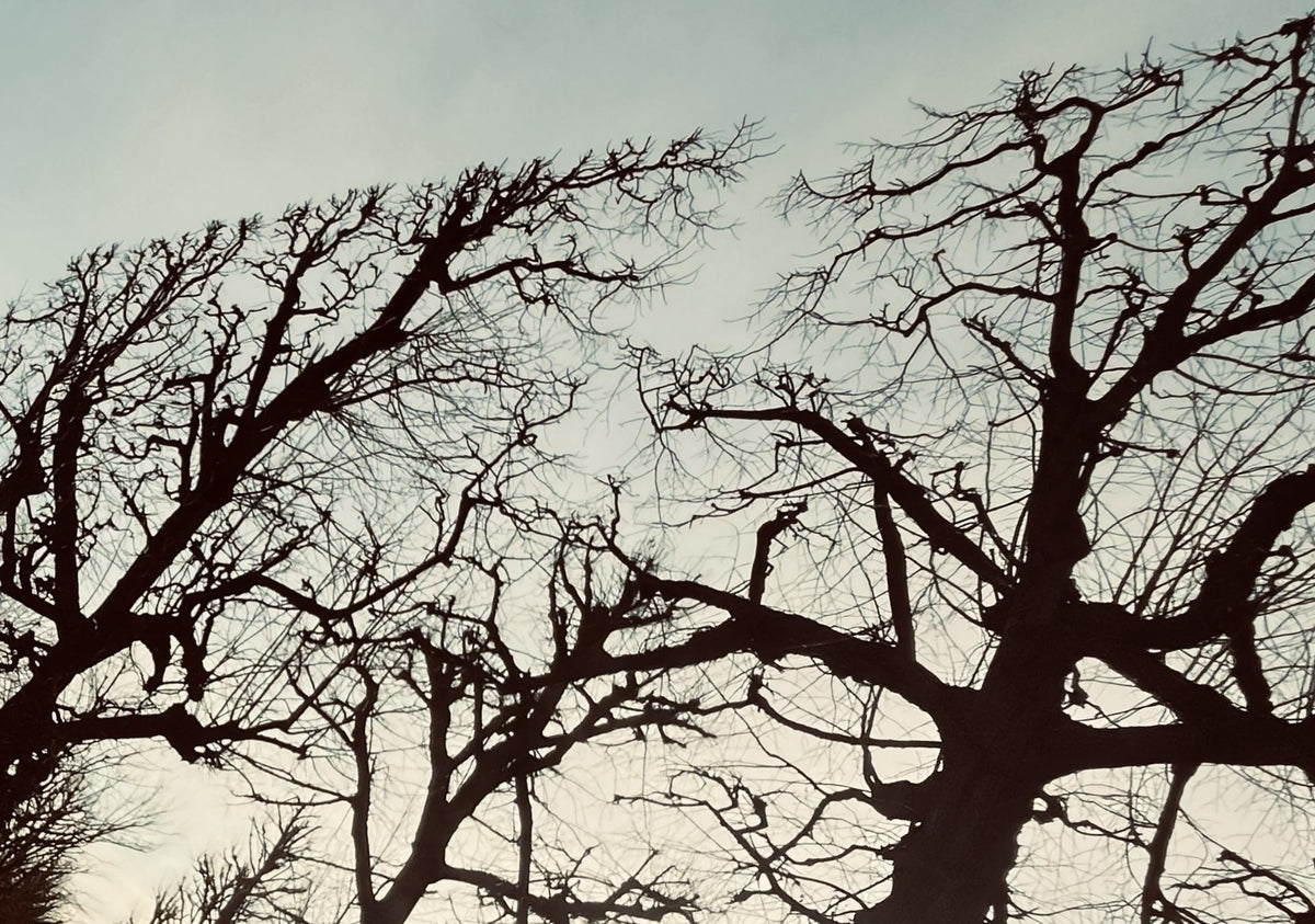 Fotografía artística - Liminal garden