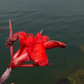 Fotografía de naturaleza — Armonía Escarlata