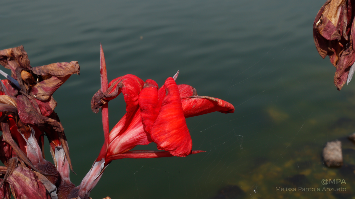 Fotografía de naturaleza — Armonía Escarlata