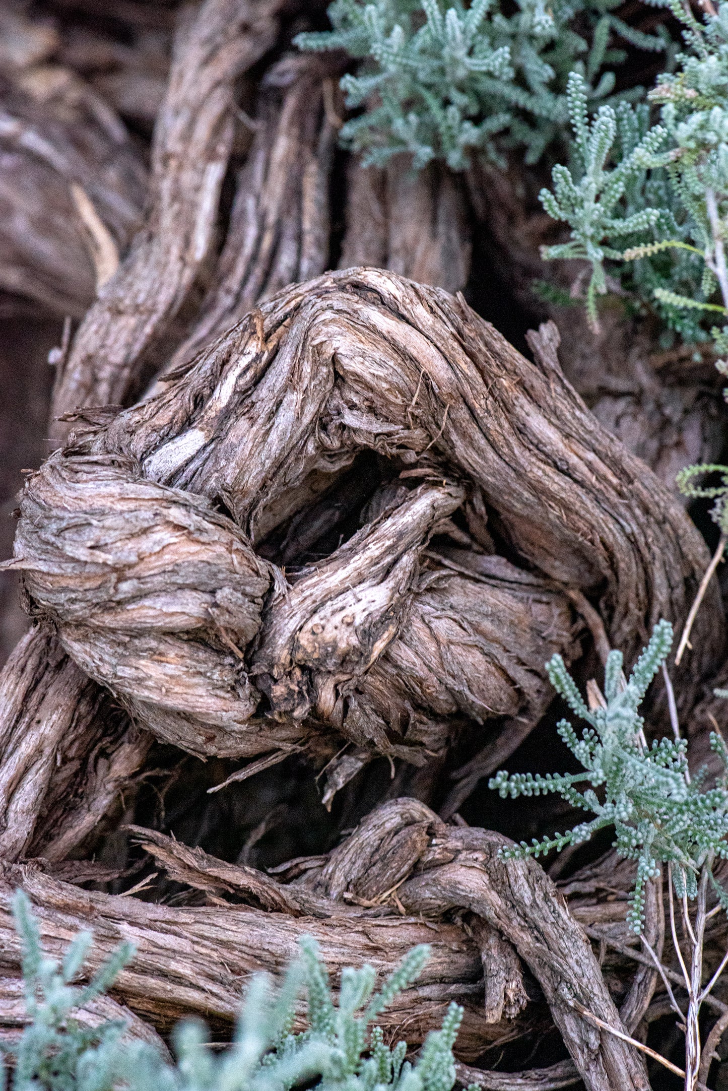 Fotografía de Naturaleza - Old Man