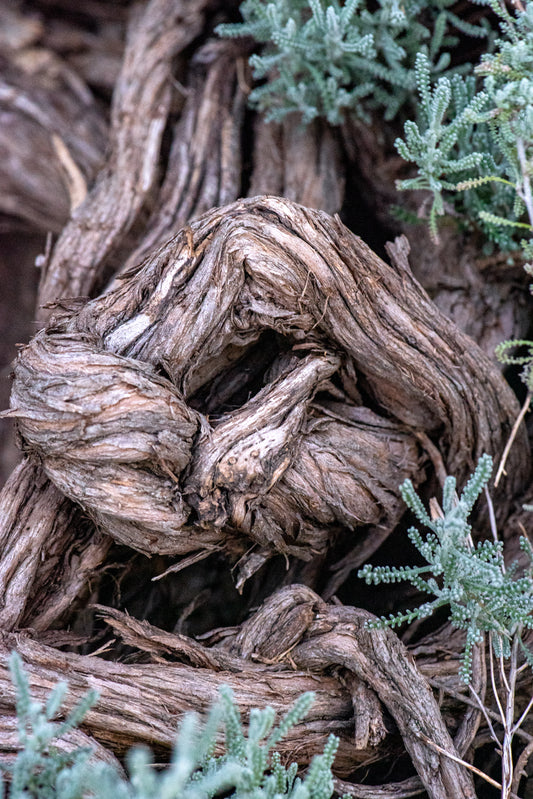 Fotografía de Naturaleza - Old Man