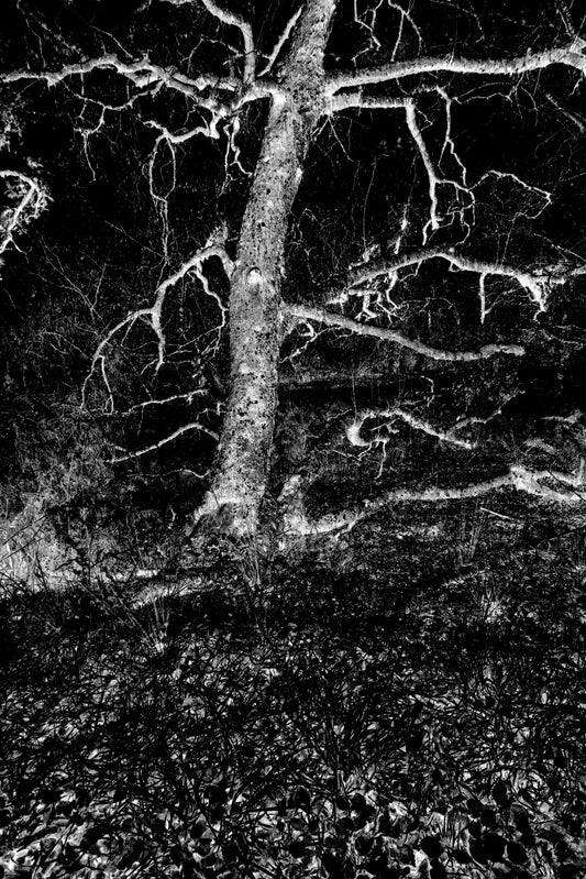 ÁRBOL SECO PLATEADO