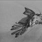 PLUMAJE